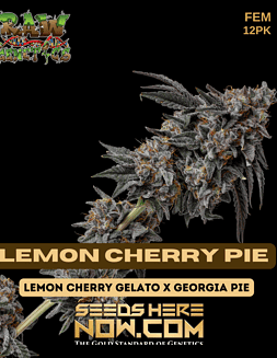 Raw Genetics - Lemon Cherry Pie {FEM} [12pk]Lemon Cherry Pie
