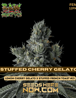Raw Genetics - Stuffed Cherry Gelato {FEM} [12pk]stuffed cherry gelato