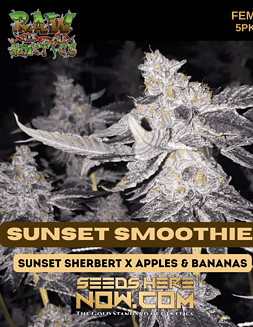 Raw Genetics - Sunset Smoothie {FEM} [5pk]Sunset Smoothie