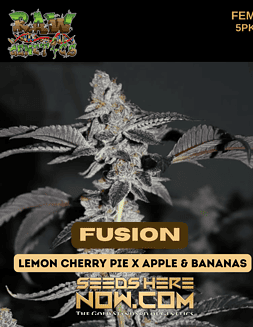 Raw Genetics - Fusion {FEM} [5pk]A vibrant display of Fusion Cannabis Seeds, bred from Lemon Cherry Pie and Apple & Bananas strains.