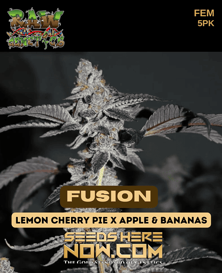 a Vibrant Display of Fusion Cannabis Seeds, Bred from Lemon Cherry Pie and Apple & Bananas Strains.