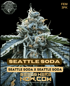 Seattle soda (feminized) - super seed co.