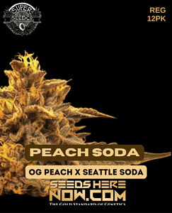 Peach soda (regular) - super seed co.