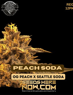 Super Seed Co. - Peach Soda {REG} [12pk]peach soda