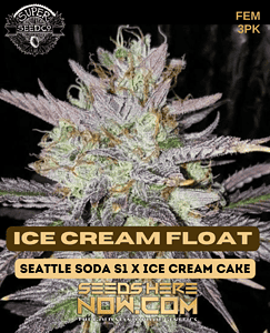 Ice Cream Float (feminized) - Super Seed Co.