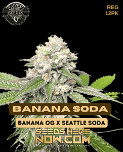 Banana Soda (regular) - Super Seed Co.