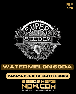 Watermelon soda (feminized) - super seed co.