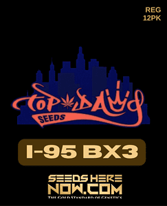 I -95 Bx3 (regular) - Top Dawg Seeds