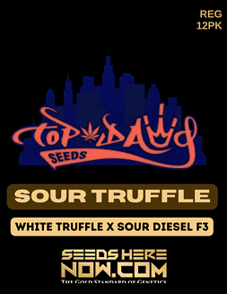 Top Dawg Seeds - Sour Truffle {REG} [12pk]Sour Truffle