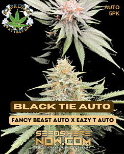 Black Tie Auto (autoflower) - Eazy Daze Cultivators