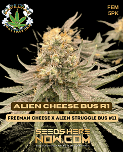 Alien Cheese Bus R1 (Feminized) - Eazy Daze Cultivators