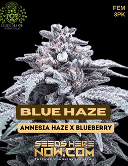 Elite Clone Seed Company -  Blue Haze {FEM} [3pk]blue haze strain pot seeds