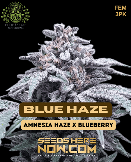 Blue Haze Strain Pot Seeds