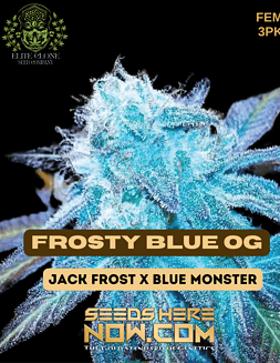Elite Clone Seed Company -  Frosty Blue O.G. {FEM} [3pk]Frosty Blue O.G. pot seeds