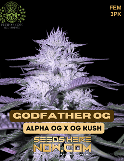 Elite Clone Seed Company - Godfather O.G. {FEM} [3pk]godfather og strain pot seeds