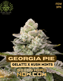 Elite Clone Seed Company - Georgia Pie {FEM} [3pk]Georgia pie pot seeds