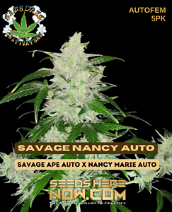 Savage Nancy Auto (autoflower) - Eazy Daze Cultivators