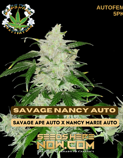 Eazy Daze Cultivators - Savage Nancy Auto {AUTOFEM} [5pk]savage Nancy auto
