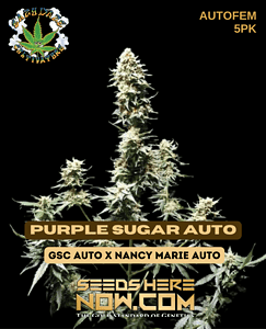 Purple Sugar Auto (autoflower) - Eazy Daze Cultivators