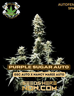 Eazy Daze Cultivators - Purple Sugar Auto {AUTOFEM} [5pk]purple sugar auto