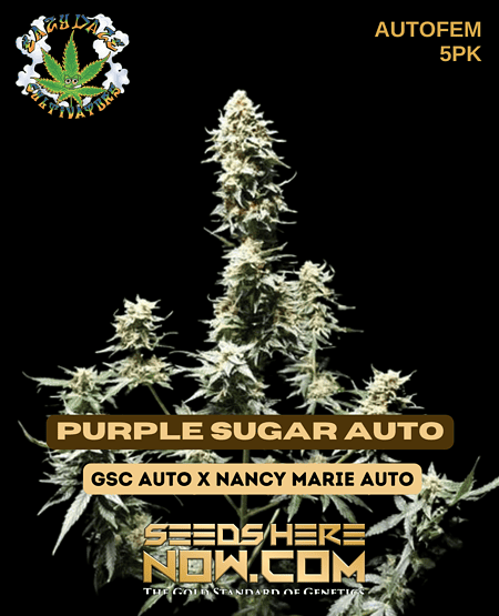 Purple Sugar Auto