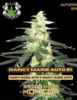 Eazy Daze Cultivators - Nancy Marie Auto S1 {AUTOFEM} [5pk]Nancy marie s1