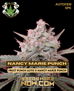 Nancy Marie Punch (autoflower) - Eazy Daze Cultivators
