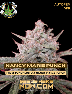 Eazy Daze Cultivators - Nancy Marie Punch {AUTOFEM} [5pk]Nancy marie punch