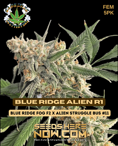 Blue Ridge Alien R1 (feminized) - Eazy Daze Cultivators
