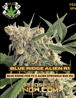 Eazy Daze Cultivators - Blue Ridge Alien R1 {FEM} [5pk] Retiredblue ridge alien r1