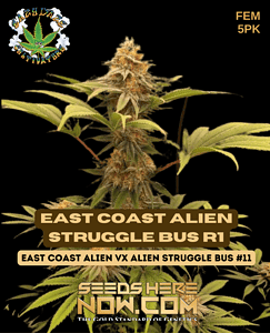 East Coast Alien Struggle Bus R1 (feminized) - Eazy Daze Cultivators