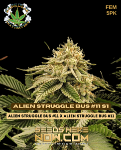 Alien Struggle Bus #11 S1 (feminized) - Eazy Daze Cultivators