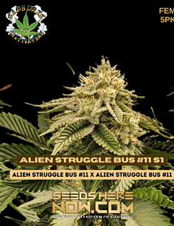 Eazy Daze Cultivators - Alien Struggle Bus #11 S1 {FEM} [5pk]alien struggle bus #11