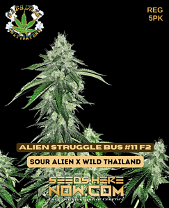 Alien Struggle Bus #11 F2 (regular) - Eazy Daze Cultivators