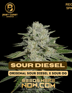 Best Coast Genetics - Sour Diesel {REG} [5pk]sour diesel