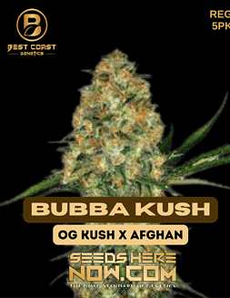 Best Coast Genetics - Bubba Kush  {REG} [5pk]best coast bubba kush