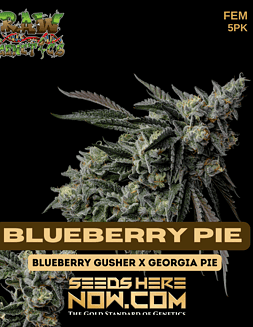Raw Blueberry Pie