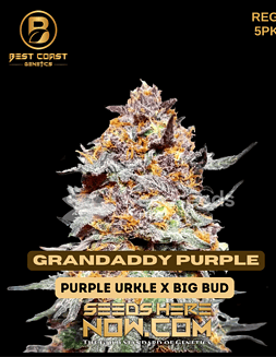 Best Coast Genetics - Grandaddy Purple {REG} [5pk]Grandaddy Purple seeds