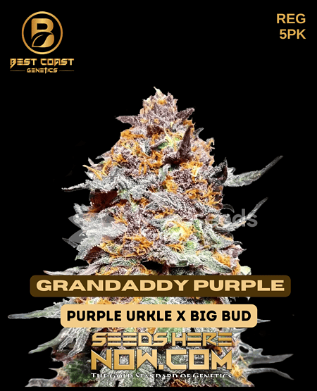 Grandaddy Purple Seeds