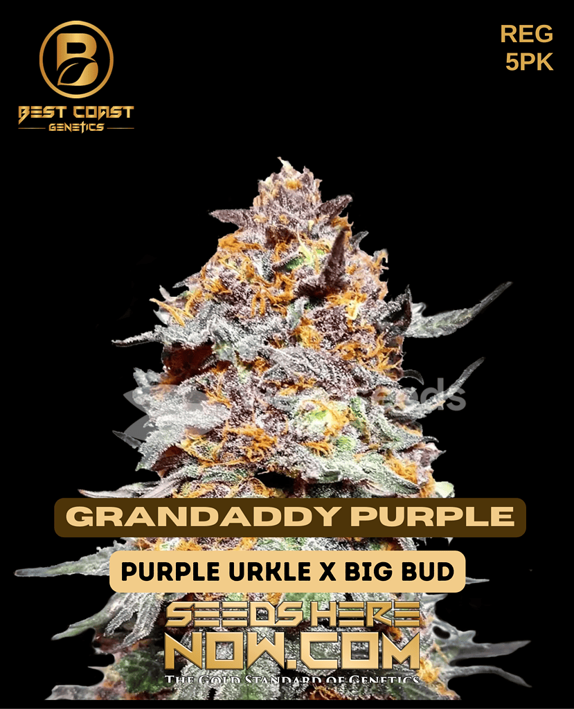 Grandaddy Purple Seeds [5pk] - 15-23% THC, Grape Aroma, Indica