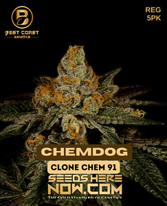 Chemdog (regular) - Best Coast Genetics