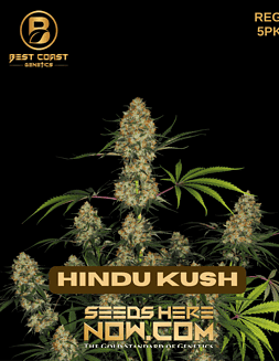 Best Coast Genetics - Hindu Kush {REG} [5pk]Hindu Kush Strain Pot Seeds