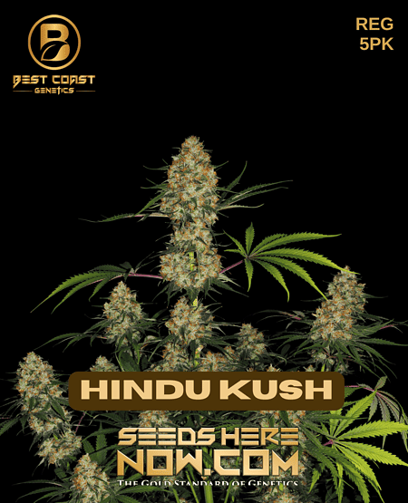 Hindu Kush Strain Pot Seeds