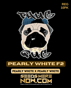 Pearly White F2 (Regular) (space) Thug Pug Genetics