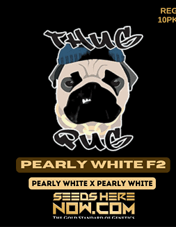 Thug Pug Genetics - Pearly White F2 {REG} [10pk]pearly whites f2
