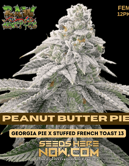 Raw Genetics - Peanut Butter Pie {FEM} [12pk]Photo Info card
