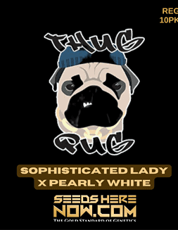 Thug Pug Genetics - PB Sunset {REG} [10pk]Sophisticated Lady X Pearly White