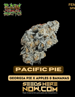 Raw Genetics - Pacific Pie {FEM} [5pk]pacific pie