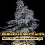 Pineapple Runtz (Autoflower) - Ethos Genetics