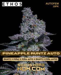 Pineapple Runtz Auto (autoflower) - Ethos Genetics